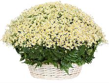 Цветочная композиция из Ромашки в корзине #REPLACE_PRED# Суровикино
